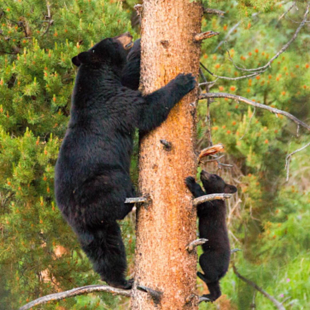 Black Bear Community - The Far Side