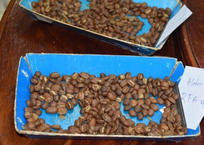 coffee beans in a tray